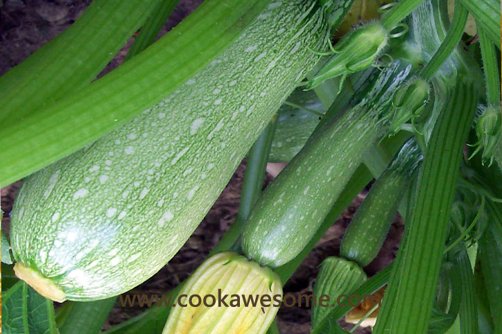 Courgettes or Zucchini