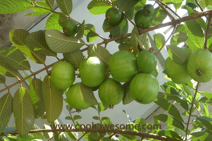 Benefits of Guava Fruit
