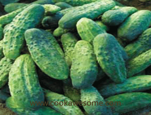 Gherkin Cucumbers | Miniature Cucumbers