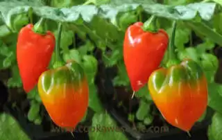 Habanero Chili Pepper