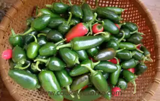 Jalapeno chili pepper