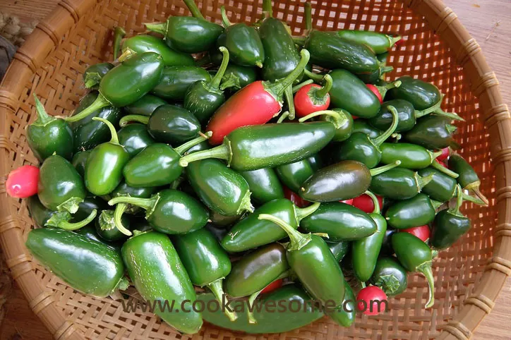 Jalapeno chili pepper